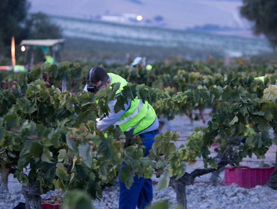 The Sherry Wine Production Process | Bodegas Tío Pepe